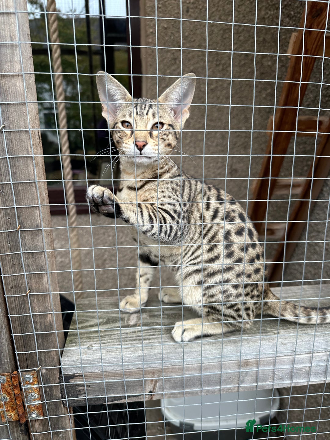 Savannah cats for sale: Savannah F4 girl kittens - Image 28