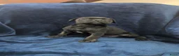 Cane Corso dogs for sale: Cane corso puppies  in Abertillery - Advert 7