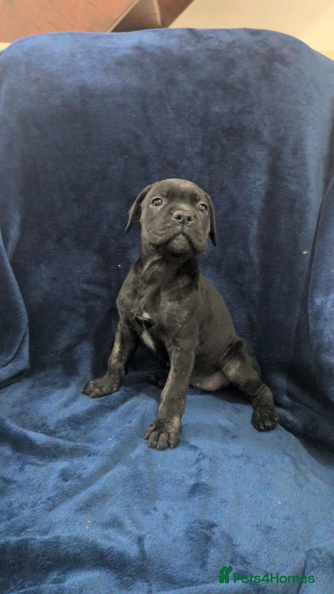 Cane Corso dogs for sale: Cane corso puppies  - Advert 9