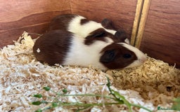Guinea Pig rodents for sale: Pair of bonded brothers  - Image 3