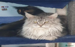 Maine Coon cats for sale: Last 3 Girls!! - Image 5