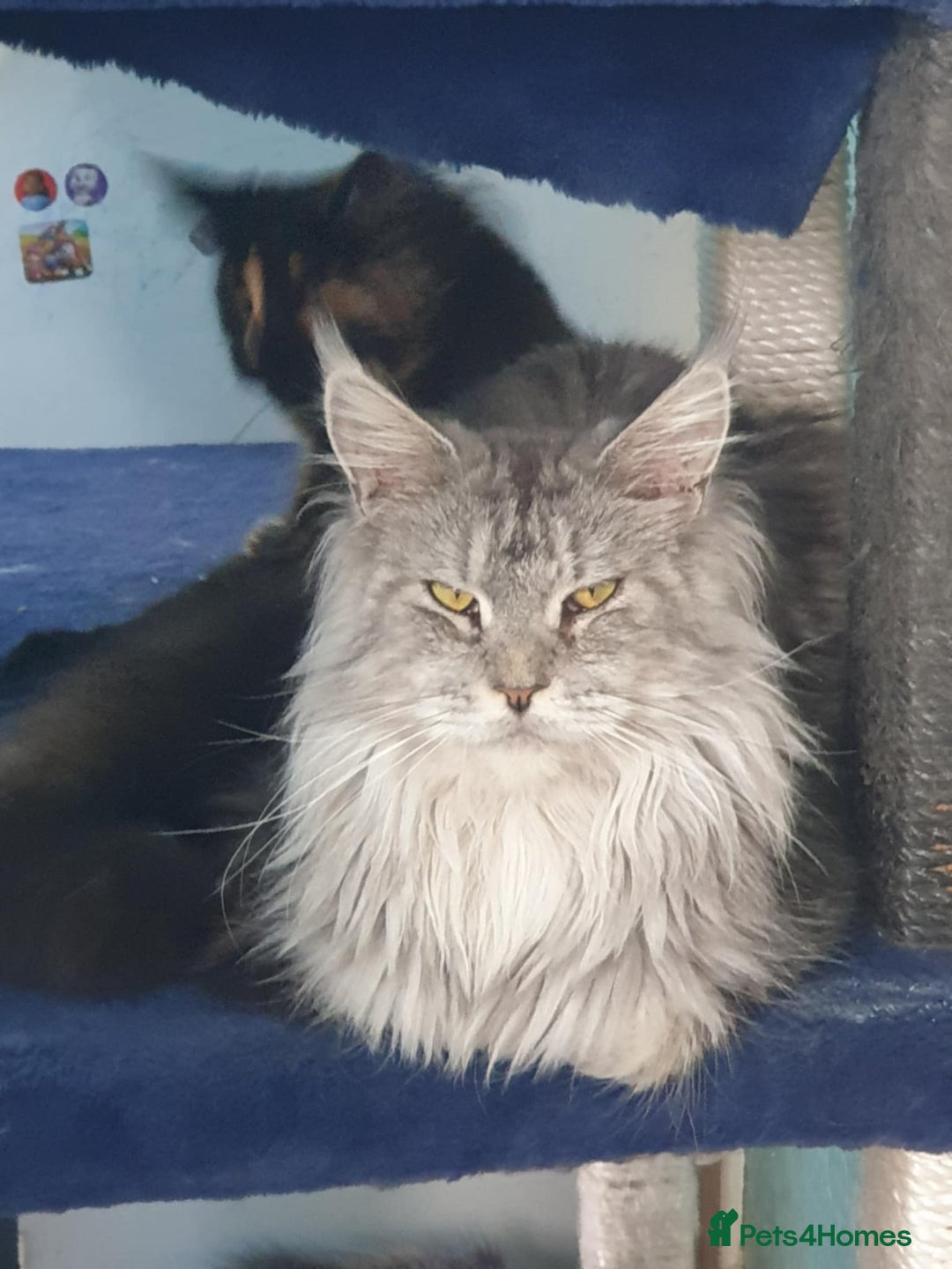 Maine Coon cats for sale: Last 3 Girls!! - Image 5