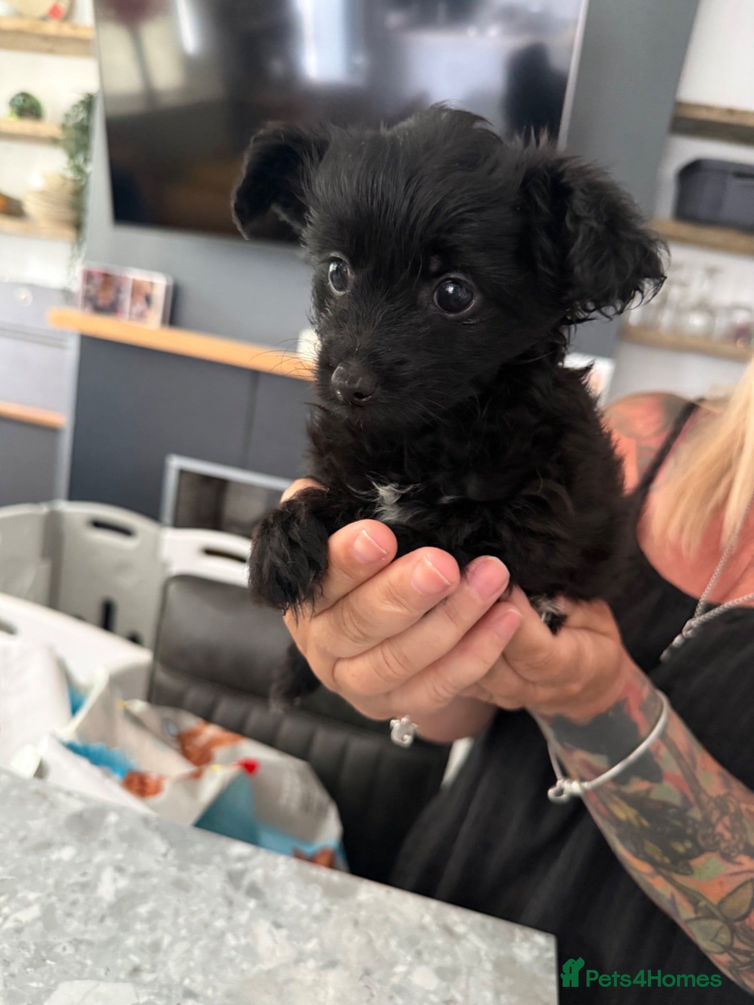 Mixed Breed dogs 2 male yorkiepoos ready to go now !!!  - Advert 7
