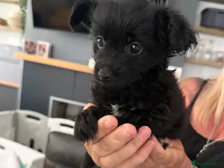 Mixed Breed dogs 2 male yorkiepoos ready to go now !!! - Advert 7