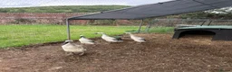 Ducks poultry for sale: 4 Female Indian Runner Ducks – Mum & 3 Daughters - Advert 3