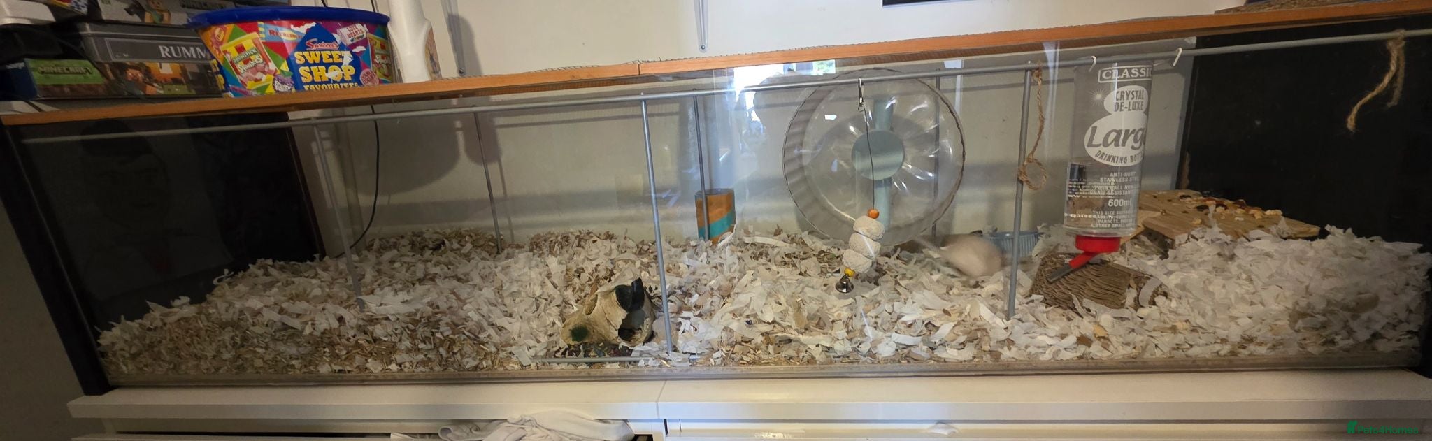 Gerbil rodents 3 female gerbils with setup - Advert 3