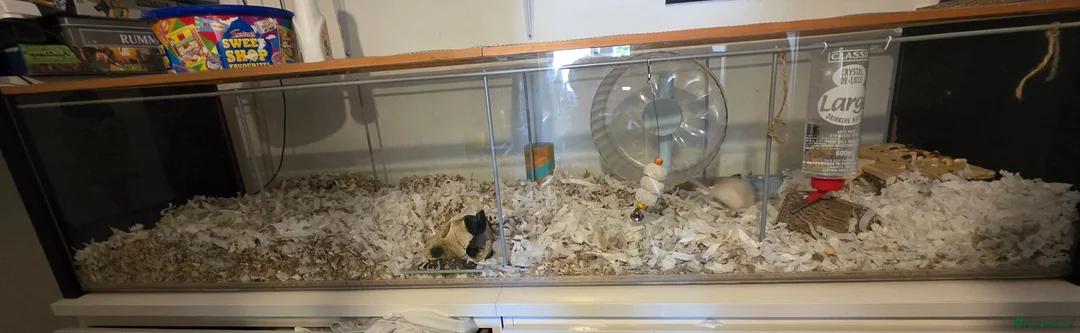 Gerbil rodents for sale: 3 female gerbils with setup in Bexhill-on-Sea - Advert 1