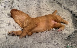 Cockapoo dogs for sale: F1B Cockerpoo puppies looking for new homes - Image 17