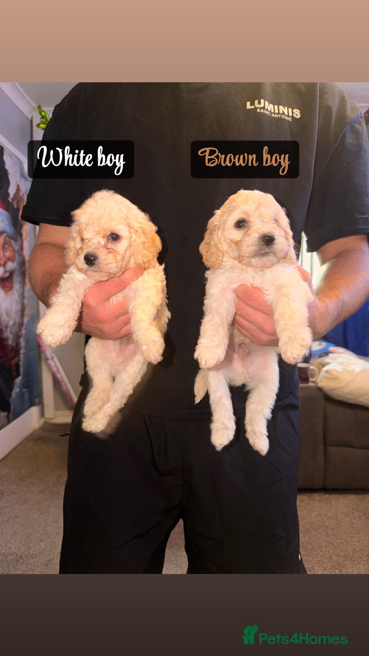 Cockapoo dogs 5 F2 Toy cockapoo pups 🩵 - Advert 8