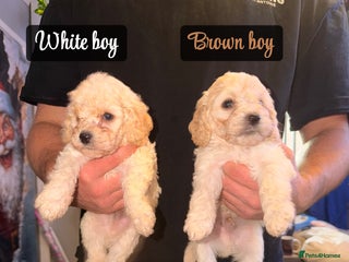 Cockapoo dogs 5 F2 Toy cockapoo pups 🩵 - Advert 7