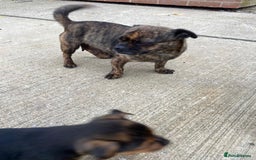 Jug dogs for sale: Jug puppies - Image 2