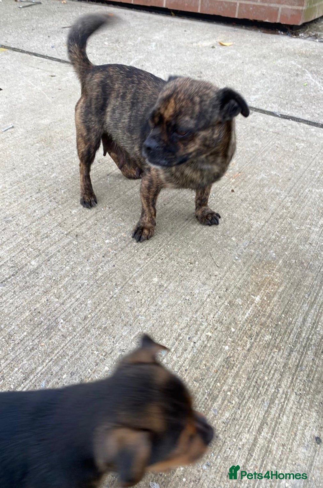 Jug dogs for sale: Jug puppies - Image 2