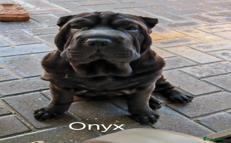 Shar Pei dogs - Advert 2