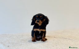 Cavalier King Charles Spaniel dogs for sale: Black & Tan Cavalier King Charles Spaniels - Advert 4