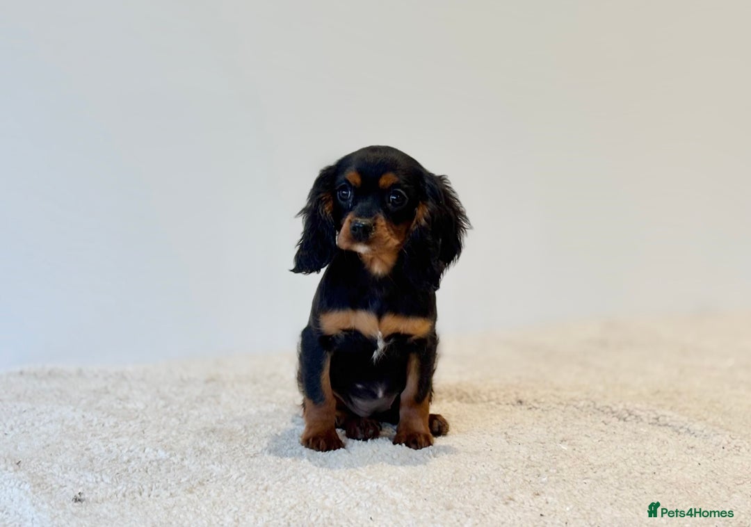 Cavalier King Charles Spaniel dogs for sale: Black & Tan Cavalier King Charles Spaniels - Advert 4