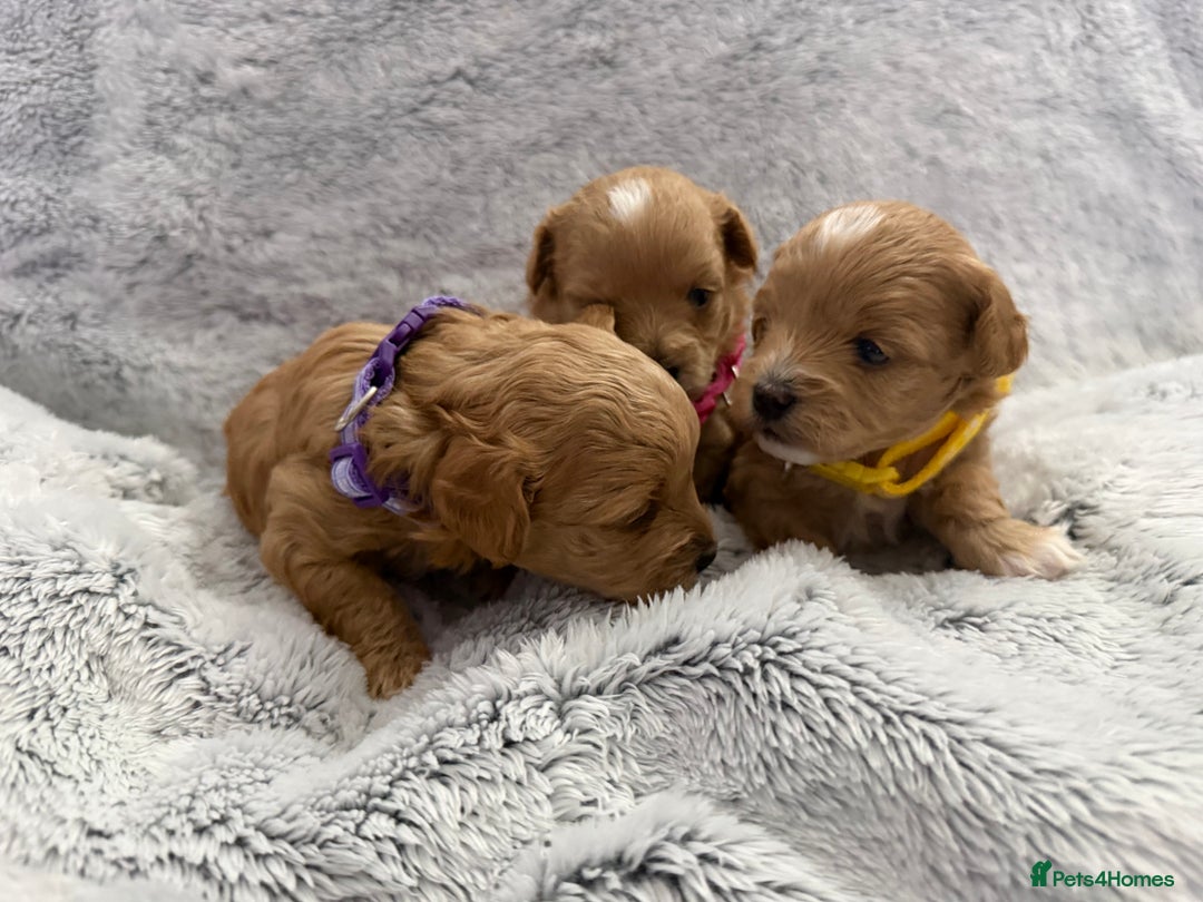 Maltipoo dogs for sale: Beautiful Tiny Maltipoo Tree girls 🐶🐾💝💝💝 - Advert 21