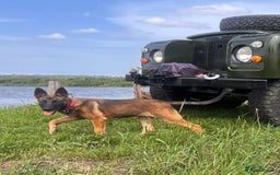 Belgian Shepherd Dog dogs for sale: Belgian shepherd bitch - Image 6