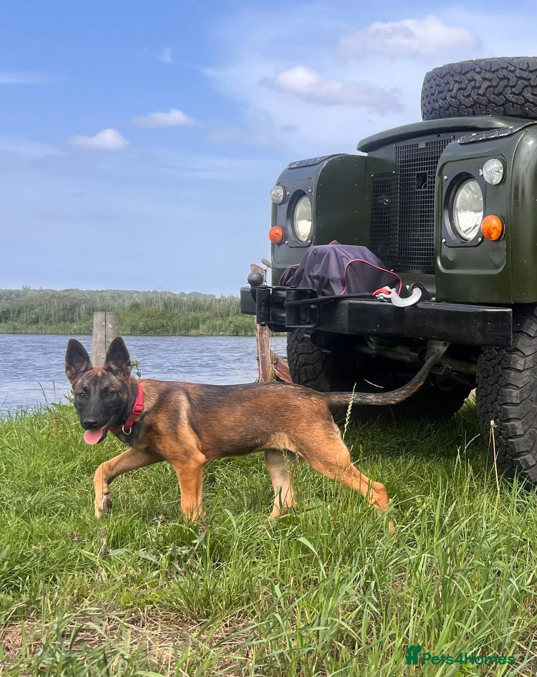 Belgian Shepherd Dog dogs for sale: Belgian shepherd bitch - Image 6