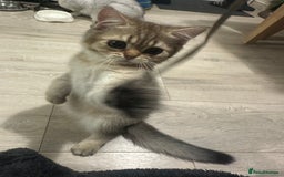 Scottish Fold cats for sale: Scottish fold/straight chinchilla kittens  in Northampton - Image 5