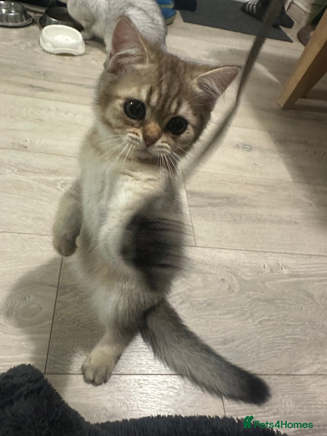 Scottish Fold cats for sale: Scottish fold/straight chinchilla kittens  in Northampton - Image 5