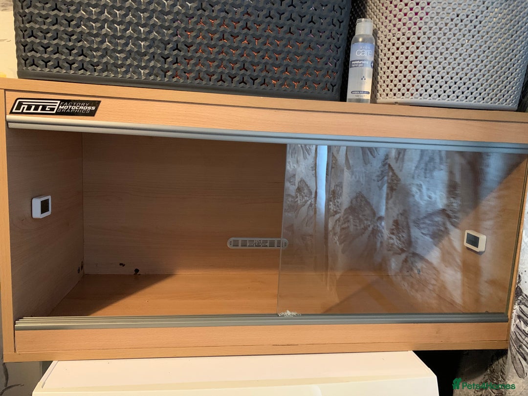 Pygmy Hedgehog rodents for sale: African Pygmy hedgehog  - Advert 3