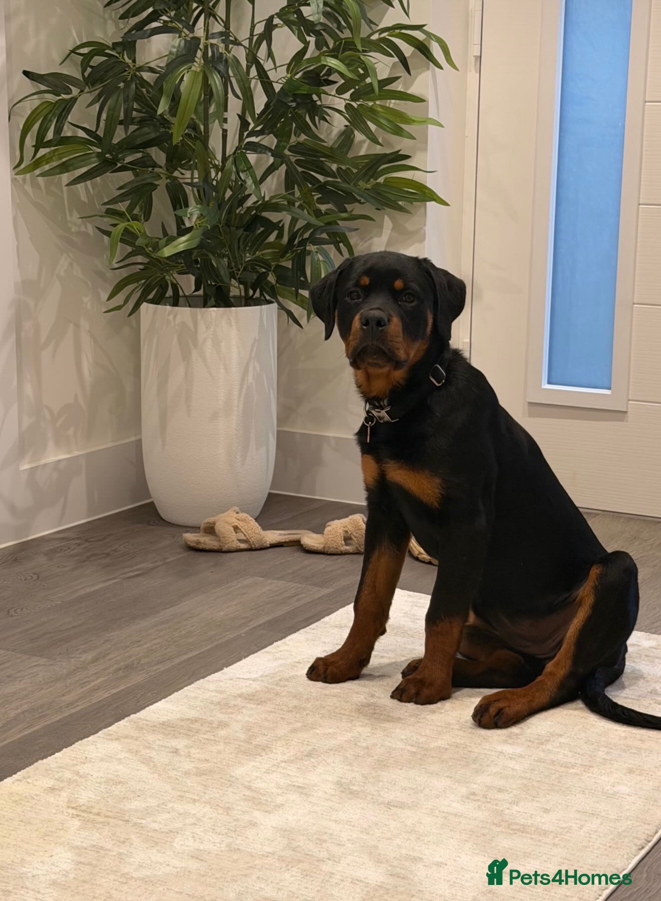 Rottweiler dogs Sad rehoming puppy  - Advert 1