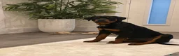 Rottweiler dogs for sale: Sad rehoming puppy  - Advert 1