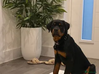 Rottweiler dogs Sad rehoming puppy - Advert 1