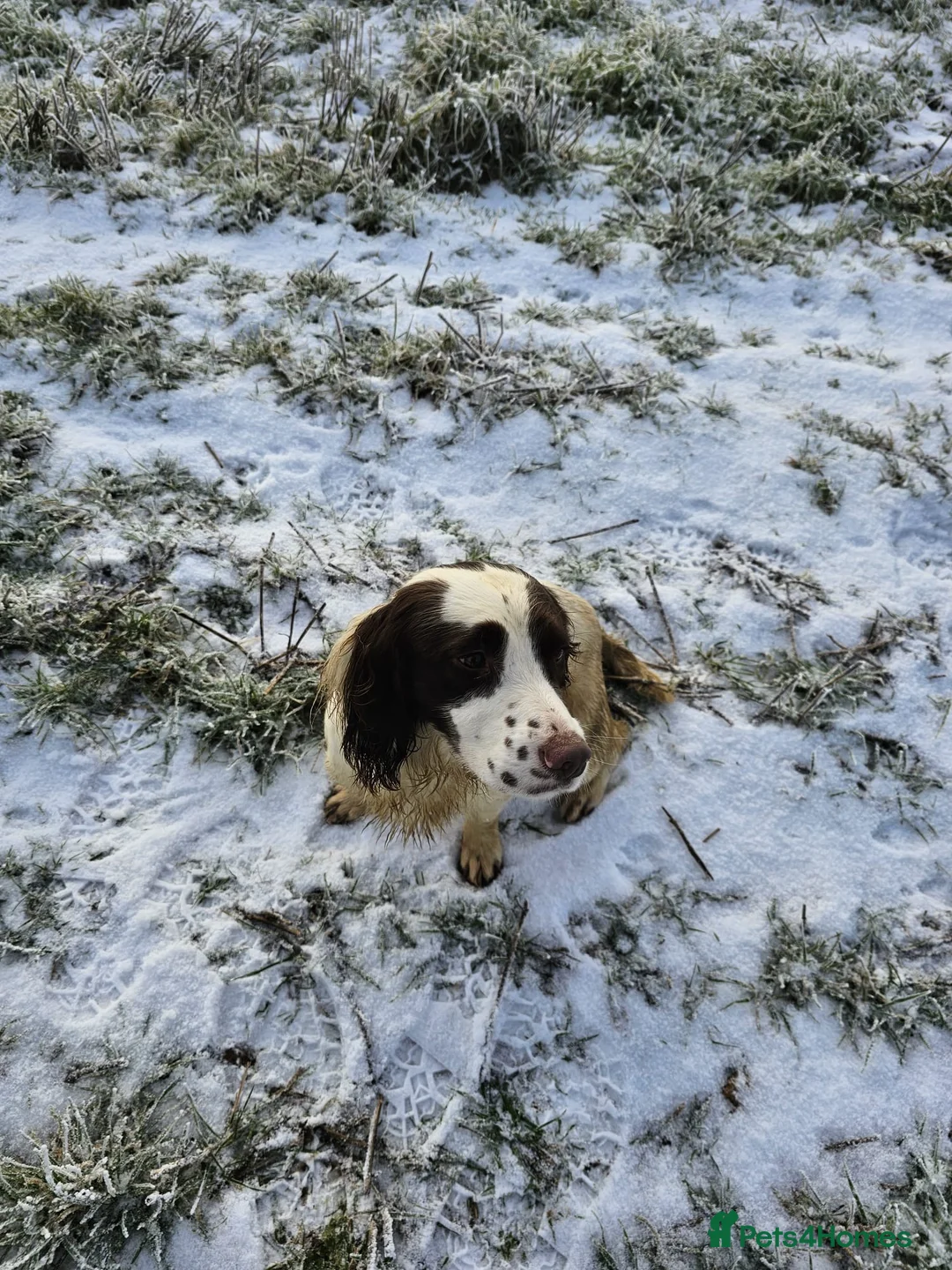 English Springer Spaniel dogs for stud: KC health tested. Hard hunting L&W ESS stud in Chesterfield - Advert 5