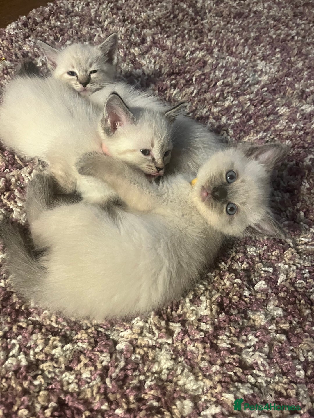 Ragdoll cats for sale: *Update- Only 1 left!* Gorgeous Ragdoll kittens!  - Image 22