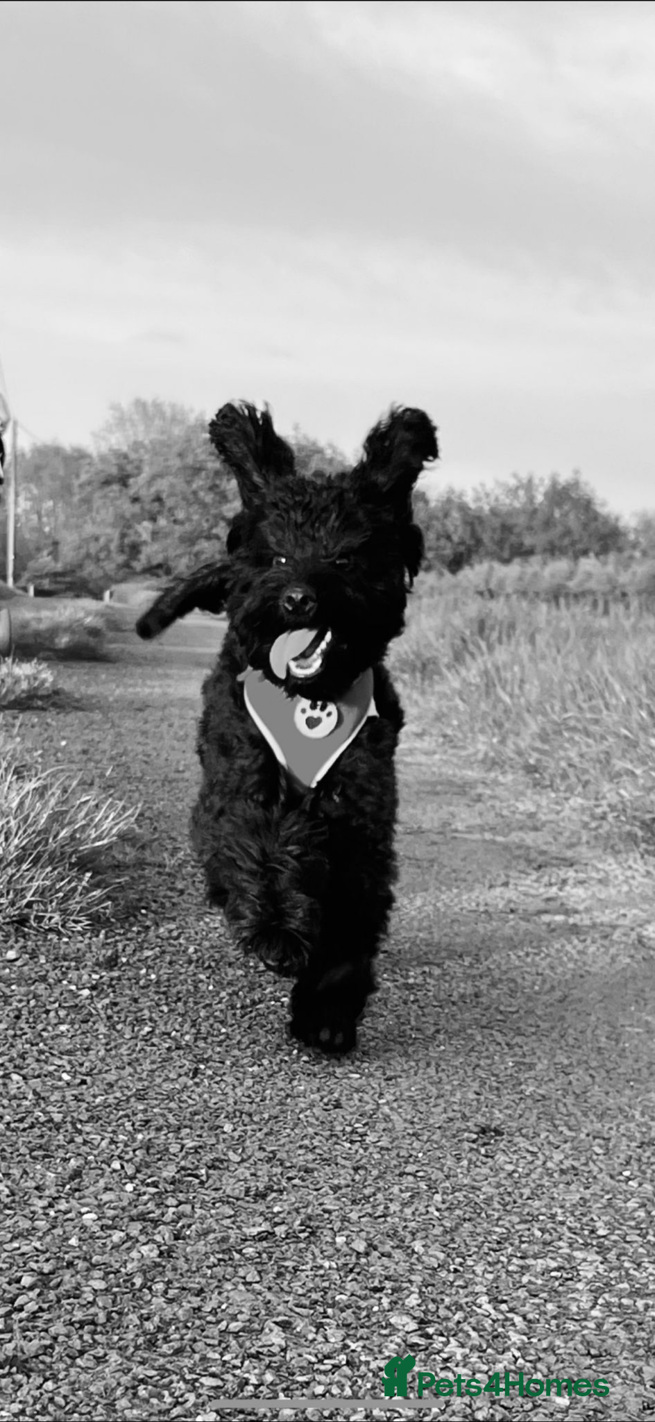 Cockapoo dogs Ronnie  - Advert 1