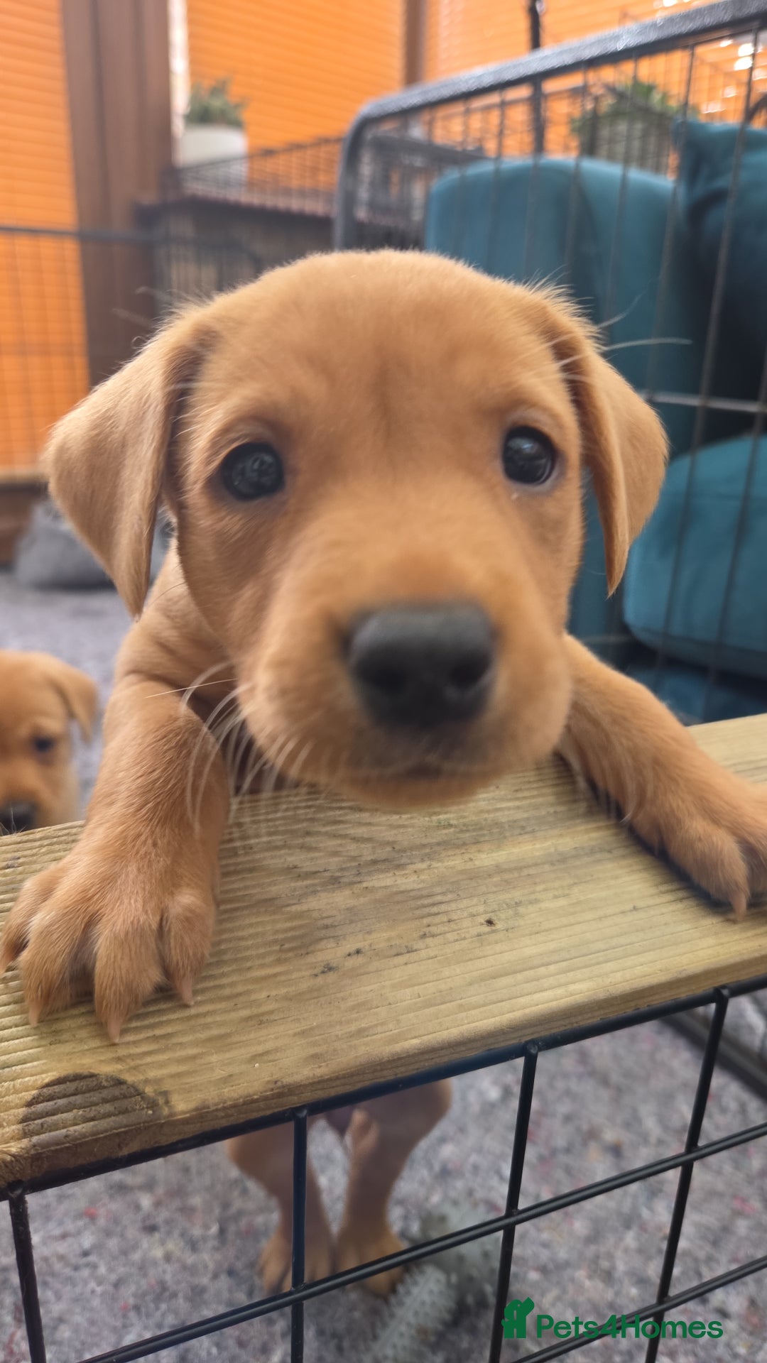 Labrador Retriever dogs for sale: 1 BOY LEFT!! Fox Red Labrador - Working Lines - Image 8