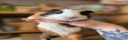 Guinea Pig rodents for sale: Baby male guinea pigs available  - Advert 3