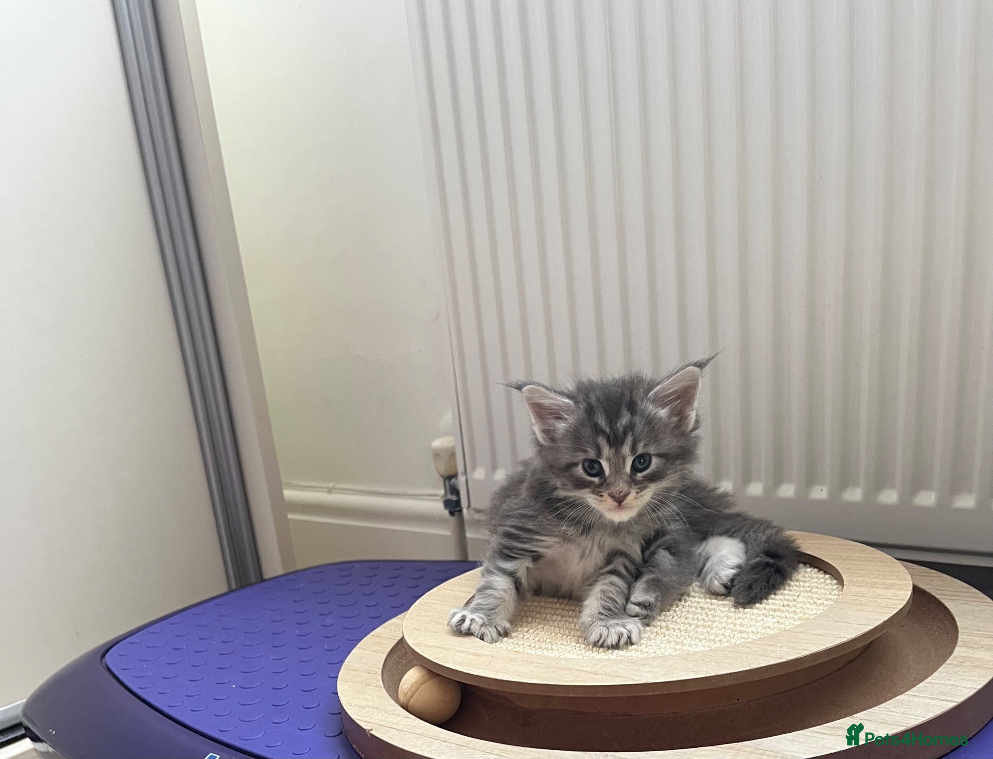 Maine Coon cats Maine coon kittens GCCF registered - Advert 1
