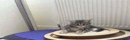 Maine Coon cats for sale: Maine coon kittens  in Leigh-on-Sea - Advert 25