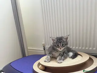 Maine Coon cats Maine coon kittens GCCF registered - Advert 18