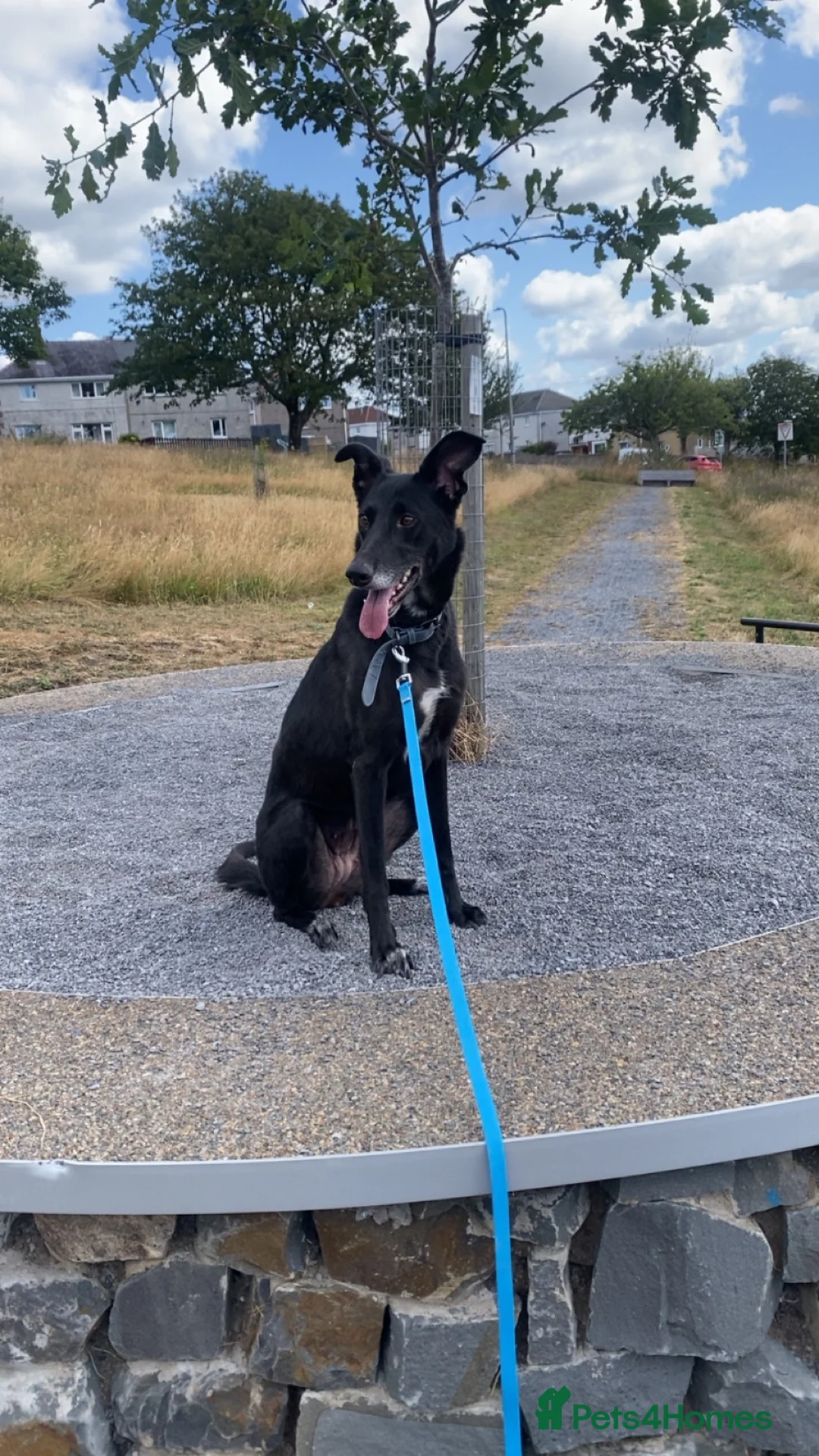 Mixed Breed dogs for sale:  3yr Lurcher x German Shepherd Forever Home Needed in Llanelli - Advert 2