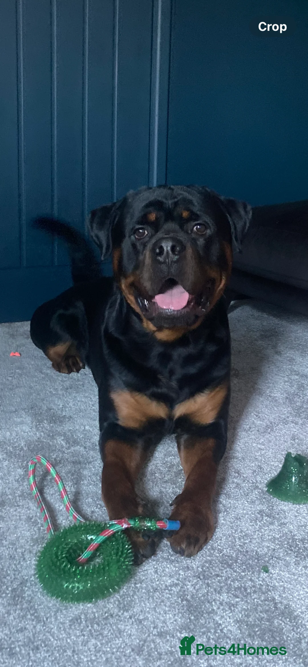Rottweiler dogs for stud: Beautiful Rottweiler for stud   in Luton - Advert 10