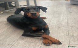 Dobermann dogs for sale: KC Reg European Doberman Pups Exceptional Line - Image 17