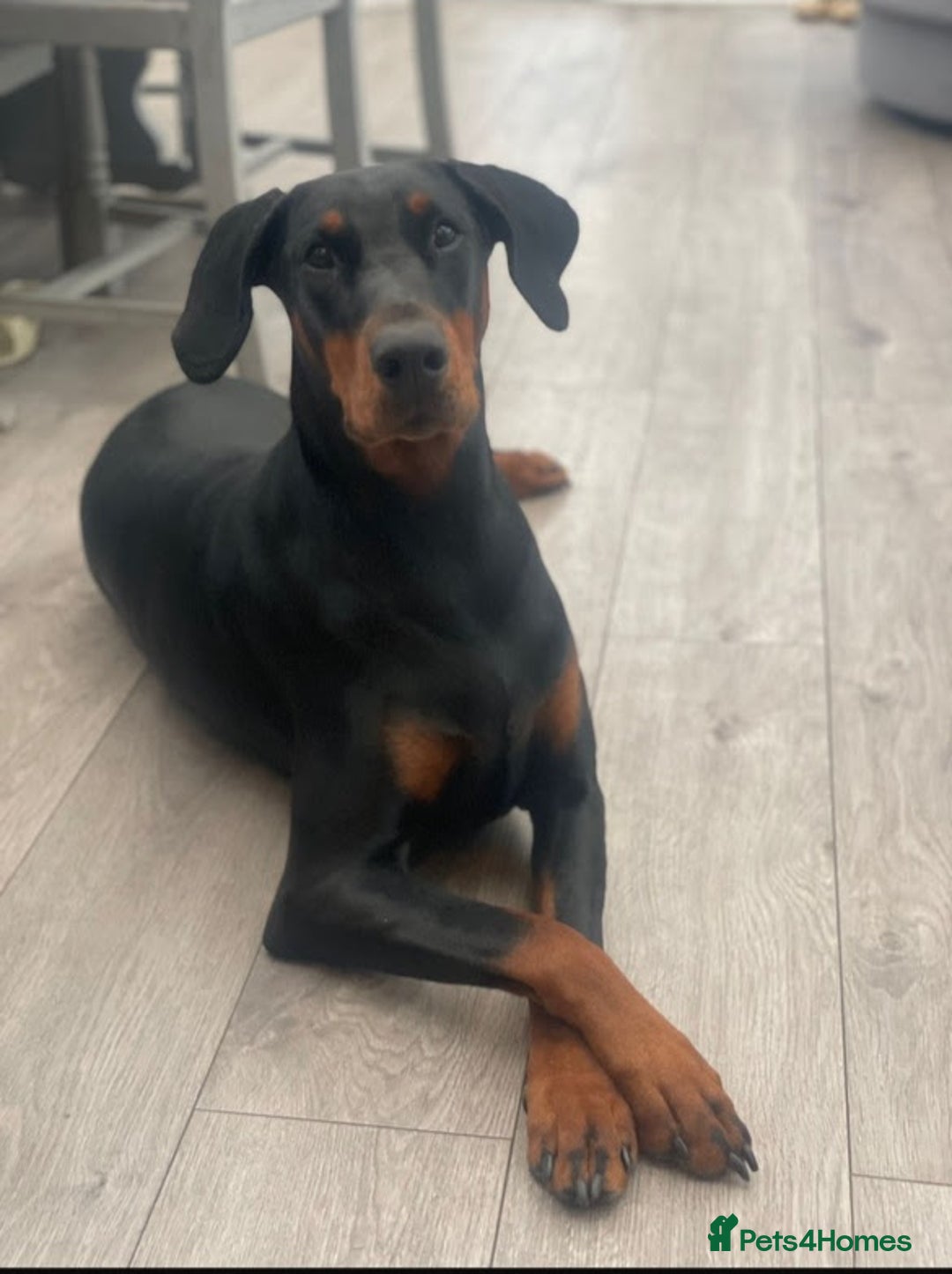 Dobermann dogs for sale: KC Reg European Doberman Pups Exceptional Line - Image 17