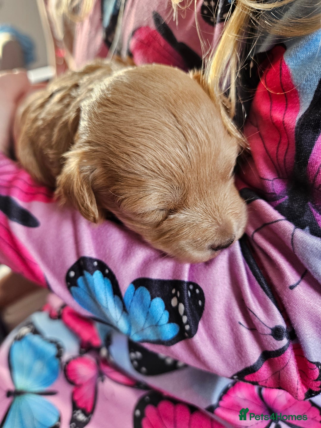 Maltipoo dogs for sale: Stunning Maltipoo Puppies ❤️  - Image 26