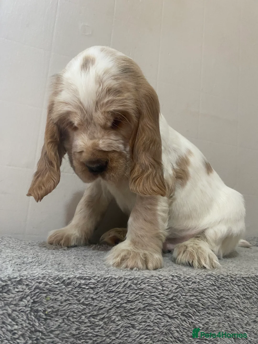 Cocker Spaniel dogs for sale: ‘Show Type’ Cocker Spaniel Puppies. KC Registered. - Advert 35
