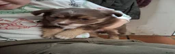 Jackapoo dogs for sale: Gorgeous little accidents! in Bacup - Advert 9