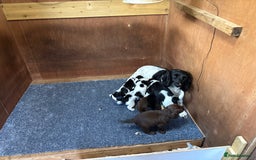 Sprocker dogs for sale: Beautiful Sprocker Spaniel puppies  - Image 7