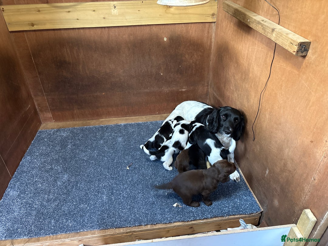 Sprocker dogs for sale: Beautiful Sprocker Spaniel puppies  - Image 7