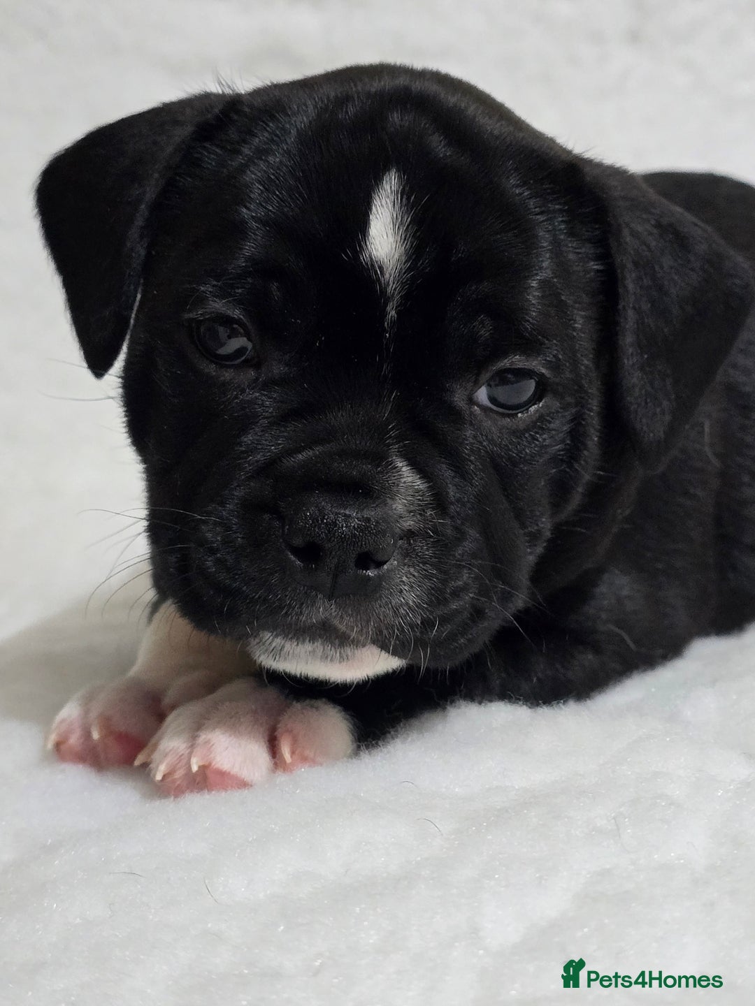 Staffordshire Bull Terrier dogs for sale: ✨️Outstanding SBT puppies✨️ - Advert 25