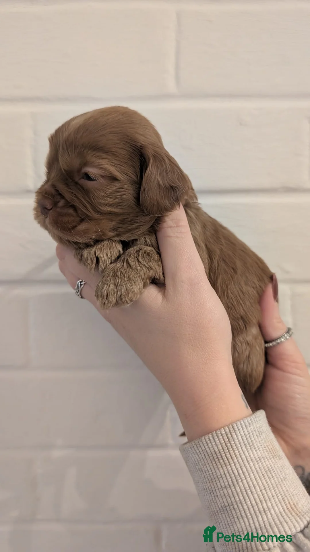 Cockapoo dogs for sale: Cockapoo puppies - Advert 9