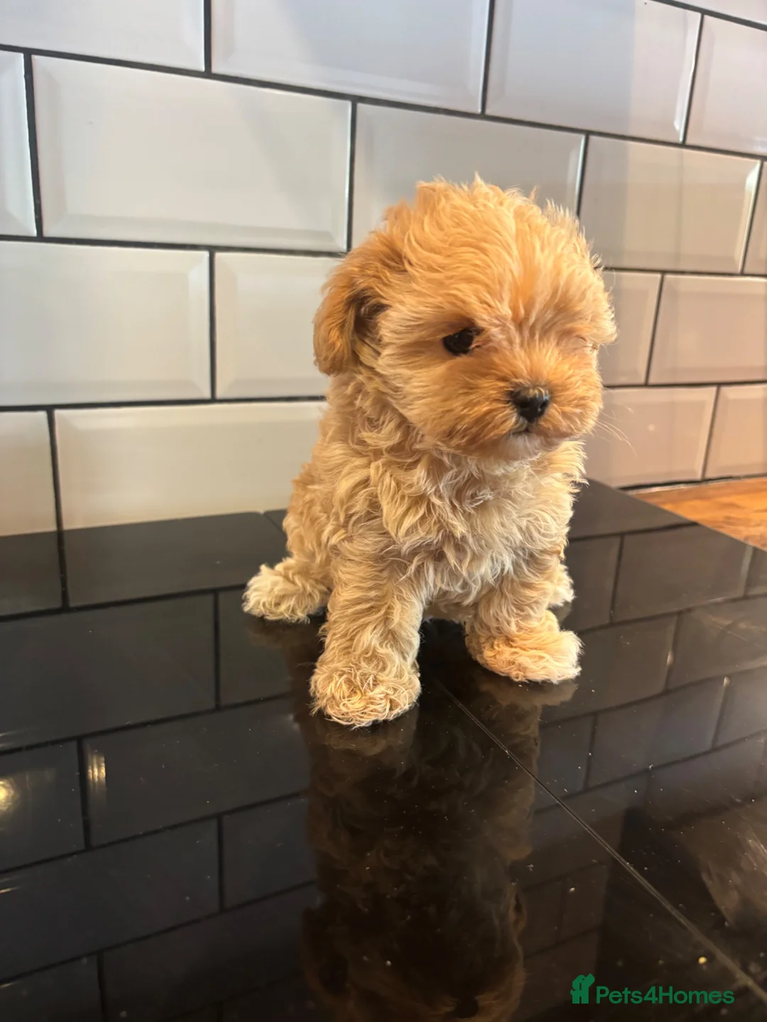 Maltipoo dogs for sale: F1 Maltipoo Korean Lineage  - Advert 1
