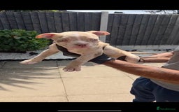 American Bully dogs for sale: ABKC Registered Pocket Bully Puppies in Wolverhampton - Image 11