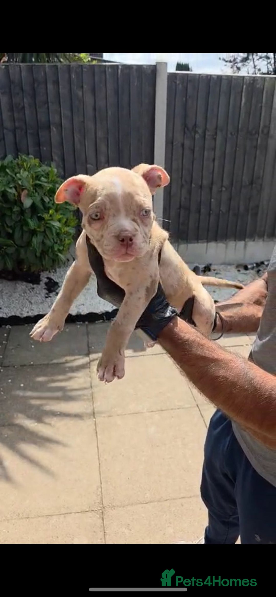 American Bully dogs for sale: ABKC Registered Pocket Bully Puppies in Wolverhampton - Image 11